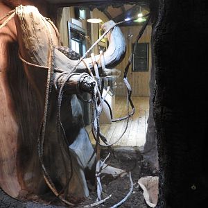 Carpet Python/Three-toed Box Turtle Exhibit