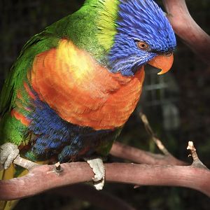 Rainbow Lorikeet (Swainson's)