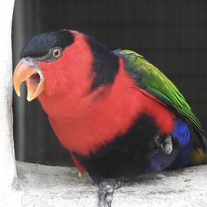 Black-capped Lory