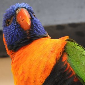 Rainbow Lorikeet (Red-collared)