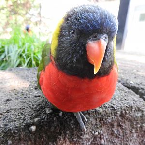 Rainbow Lorikeet (Forsten's)