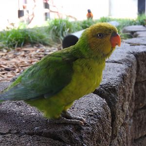 Olive-headed Lorikeet