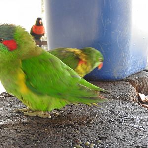 Musk Lorikeet