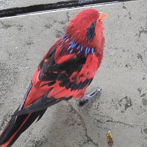 Blue-streaked Lory