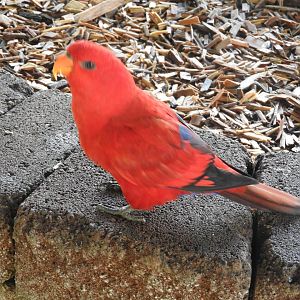 Red Lory