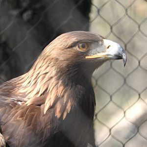Golden Eagle