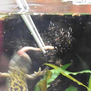 Newt snatching a grub