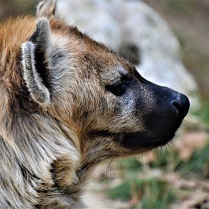 Spotted hyena female