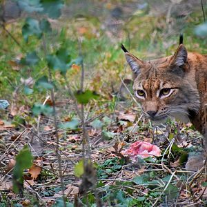 Eurasian lynx