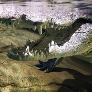 Nile Crocodile