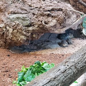 Radiated Tortoise, Spider Tortoise, and Spiny Iguana