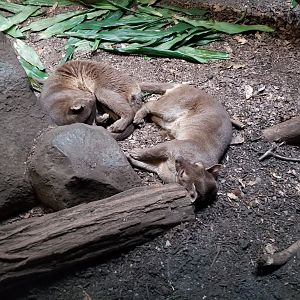 Fossa nap time