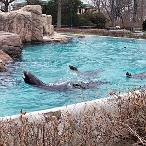 A sea lion and his girls