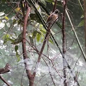 ID? Bronx Zoo, Maleo exhibit