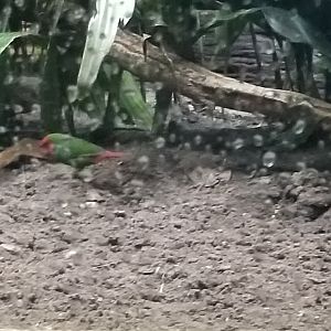 ID? Bronx Zoo, Maleo exhibit