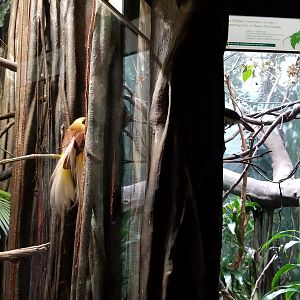 Bird-of-Paradise flirting