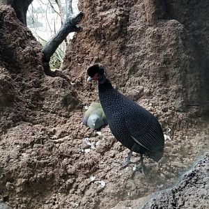 Kenya Crested Guineafowl, Bruce's Green Pigeon