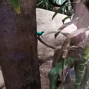 ID? Bronx Zoo, across from Capercaillie exhibit