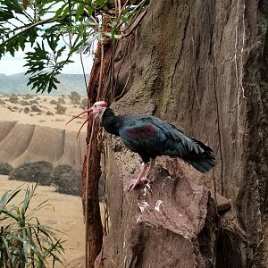 Southern Bald Ibis