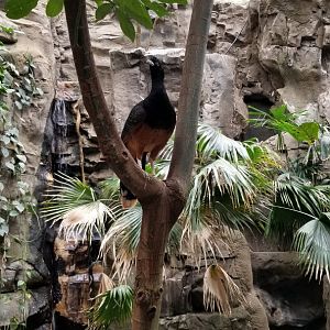 Blue-billed Curassow female