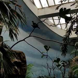 Pigeon on top of a pigeon