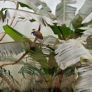 Plate-billed Mountain Toucan