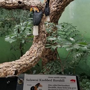 Sulawesi Knobbed Hornbill