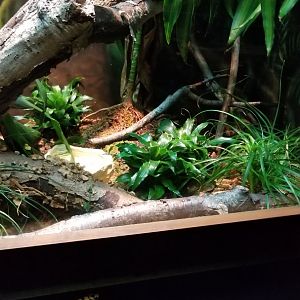 Ethiopian Mountain Viper