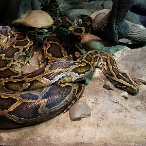 Pair of Burmese Pythons