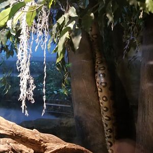 Anaconda climbing a tree!