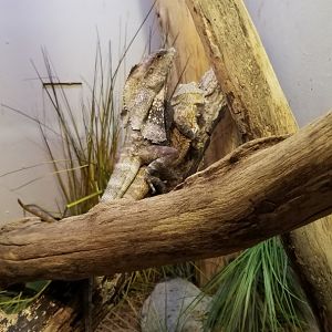 Frilled Dragon on top of an Inland Bearded Dragon