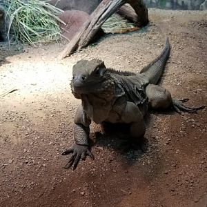 Grand Cayman Blue Iguana