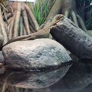 Mertens' Water Monitor