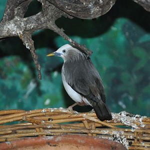 Sturnia malabarica nemoricola / Chestnut-tailed starling at Pata Zoo