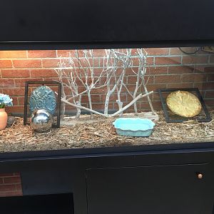 Box turtle exhibit