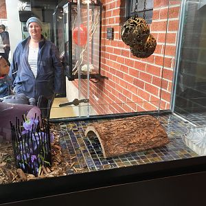 Hosmer’s skink exhibit