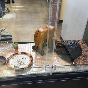 Mali uromastyx exhibit