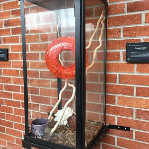 Crested gecko exhibit