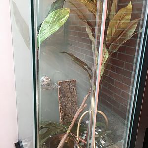 Long-tailed grass lizard exhibit