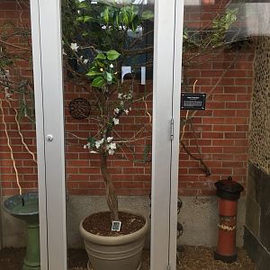 Veiled chameleon exhibit