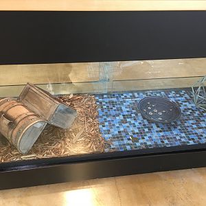 Bearded dragon exhibit