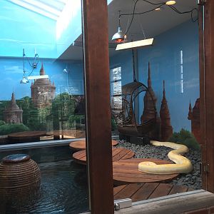 Burmese python exhibits