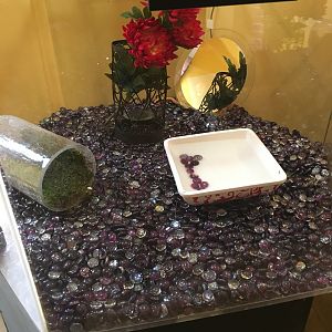 Gopher snake exhibit