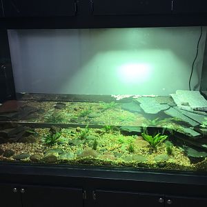 Pearl River map turtle exhibit