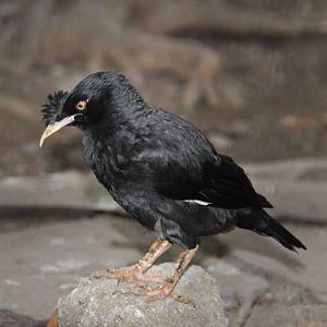 Acridotheres cristatellus cristatellus / Crested mynah at Manila Zoological & Botanical Garden