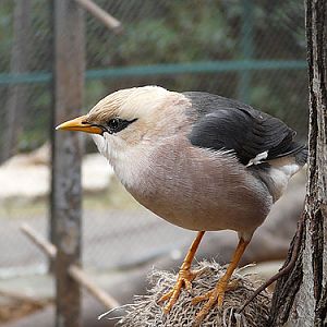 Sturnus burmannicus / Jerdon's starling at Haifa Educational Zoo & Botanical Garden