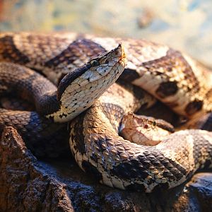 Hundred-pace pitviper