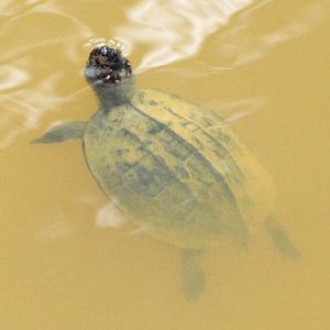 Red-eared slider ?