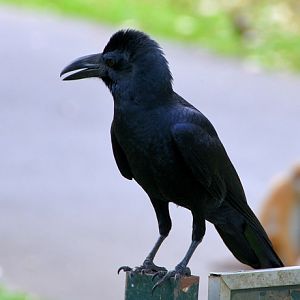Large-billed crow