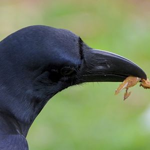 Large-billed crow + gecko